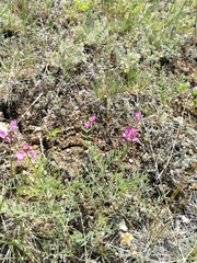 Astragalus versicolor