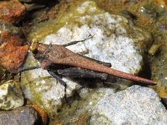 Eucriotettix oculatus