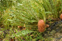Banksia gardneri
