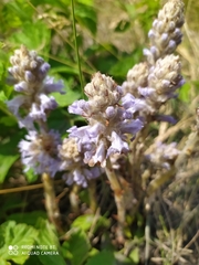 Phelipanche caesia