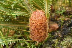 Banksia gardneri