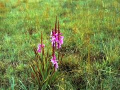 Watsonia lepida