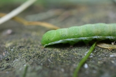 Orthosia incerta
