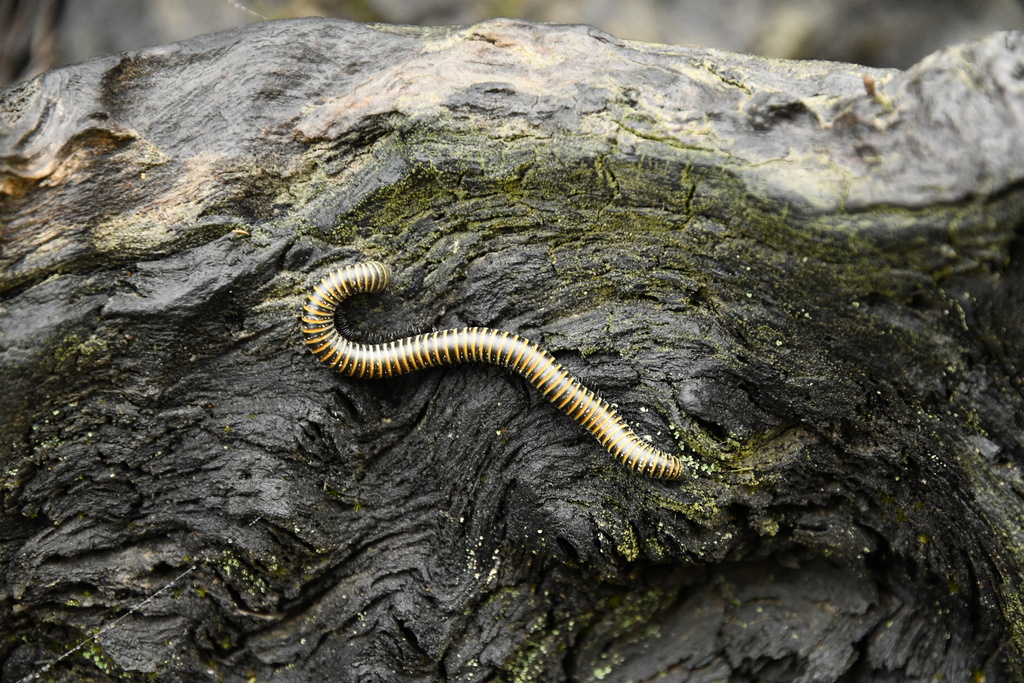Atelomastix tigrina
