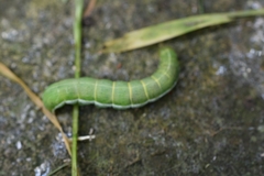 Orthosia incerta