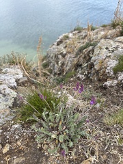Oxytropis coerulea