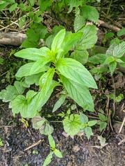 Epilobium roseum