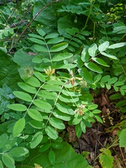 Astragalus glycyphylloides