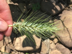 Elymus macgregorii