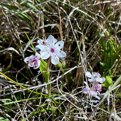 Wurmbea dioica