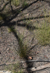 Digitaria parviflora