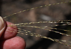 Digitaria parviflora