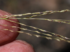 Digitaria parviflora