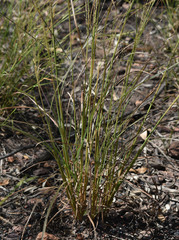 Digitaria parviflora