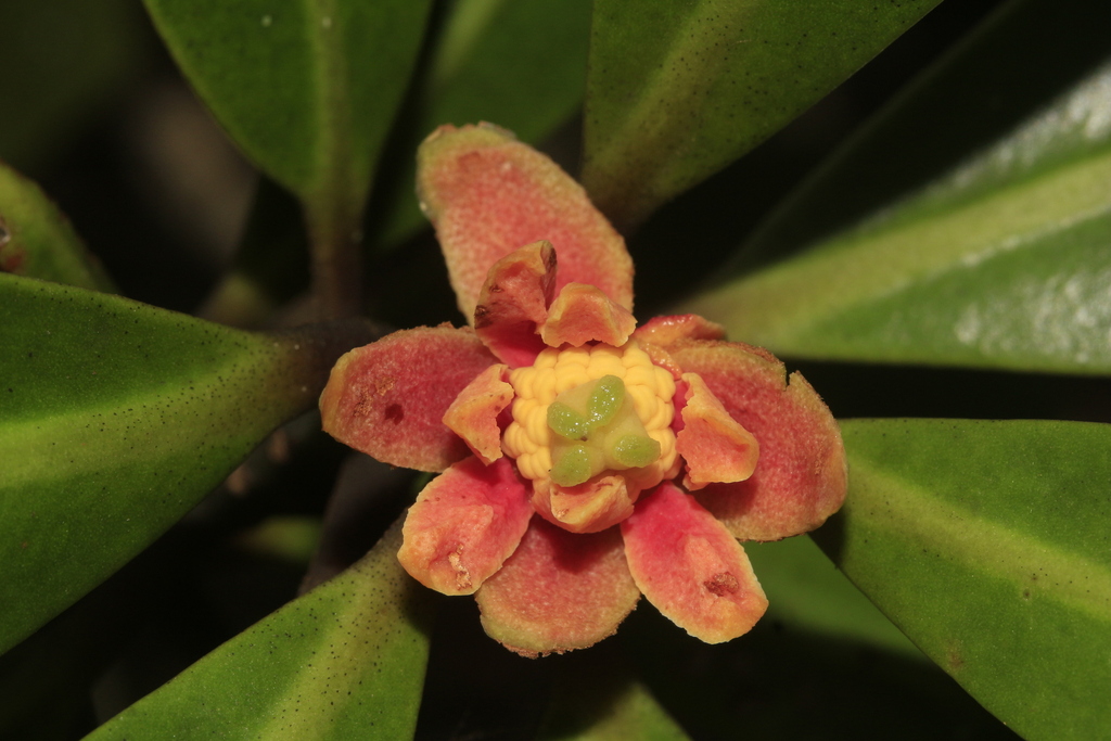 Zygogynum baillonii