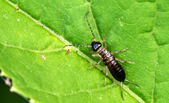 Apterygida albipennis