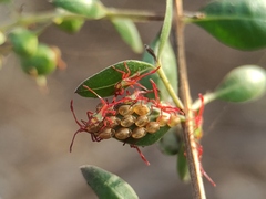 Prismatocerus prominulus