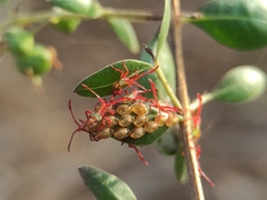 Prismatocerus prominulus