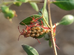 Prismatocerus prominulus