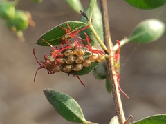 Prismatocerus prominulus