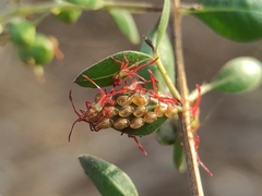 Prismatocerus prominulus