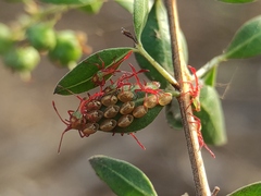 Prismatocerus prominulus