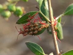 Prismatocerus prominulus