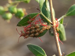Prismatocerus prominulus