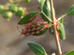 Prismatocerus prominulus