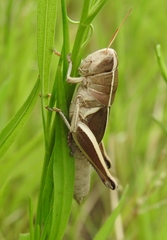 Paratylotropidia brunneri