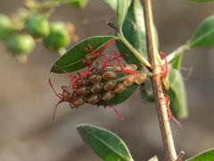 Prismatocerus prominulus
