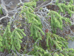 Thymelaea hirsuta