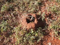 Odontotermes latericius