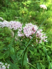 Valeriana montana