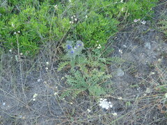 Cardopatium corymbosum