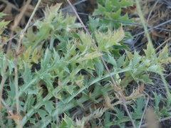 Cardopatium corymbosum