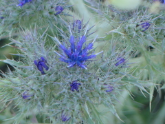 Cardopatium corymbosum