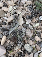 Smelowskia alba