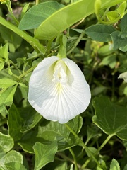 Clitoria ternatea albiflora