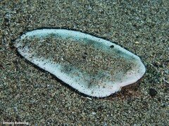 Synapturichthys kleinii