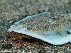 Synapturichthys kleinii