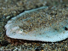 Synapturichthys kleinii