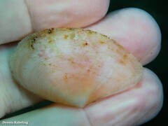 Bosemprella incarnata