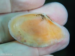 Bosemprella incarnata