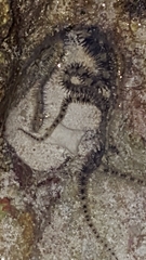 Ophiocoma scolopendrina