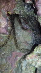 Ophiocoma scolopendrina