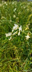 Lathyrus pallescens