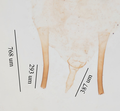 Uroleucon erigeronense