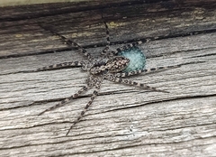 Acantholycosa lignaria