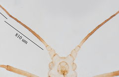 Uroleucon erigeronense